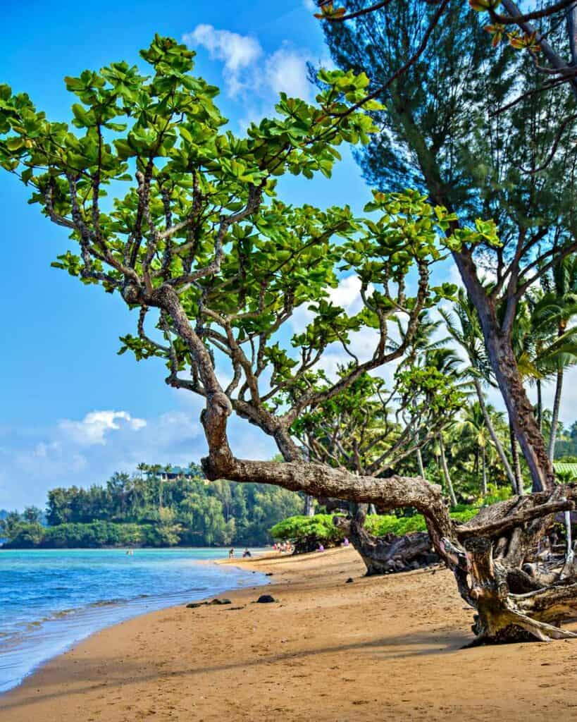 Anini Beach, a thin stretch of beach easily accessible from the Anini Road, parallel to the beach