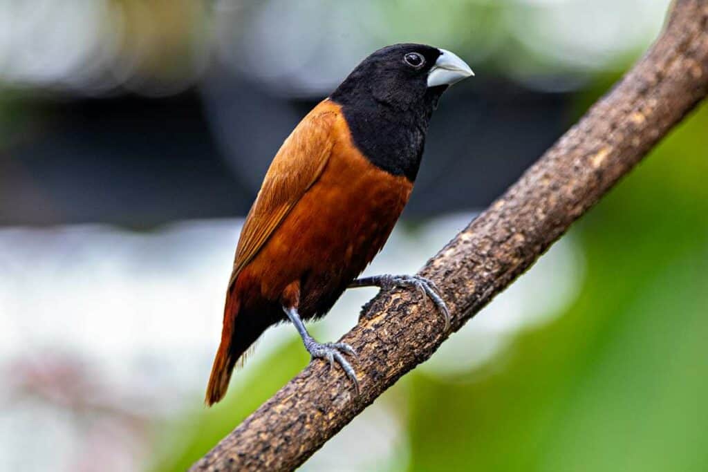 Chestnut munia, spice-colored birds in Hawaii