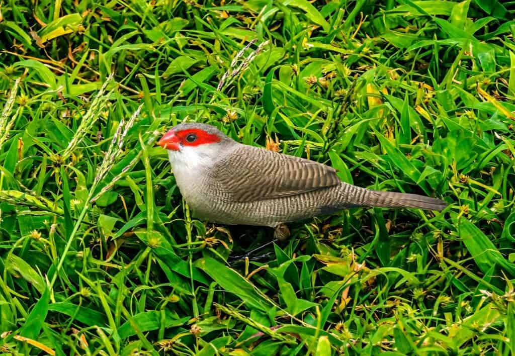 Common waxbill, one of the more common birds in Oahu | Birds of Hawaii