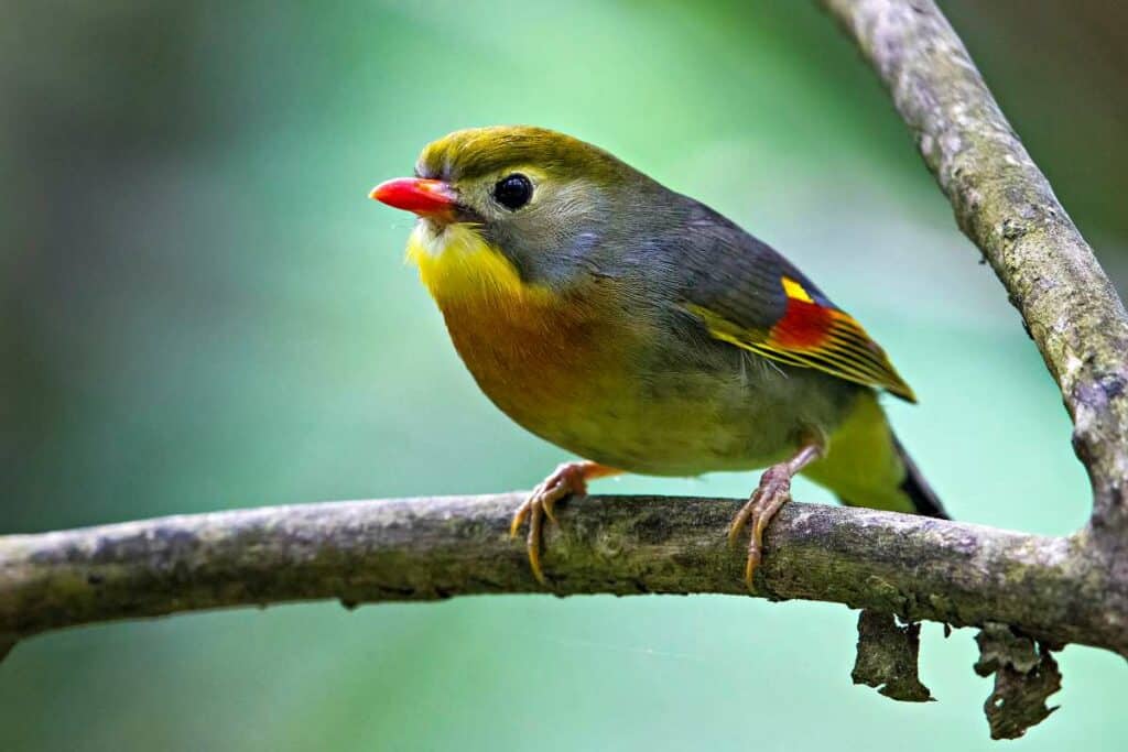 Red-billed Leiothrix | Forest Birds of Hawaii