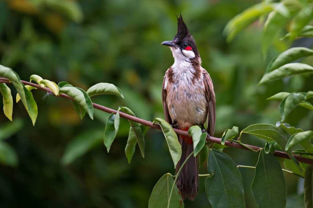 Red-whiskered Bulbul | Invasive Hawaiian Birds