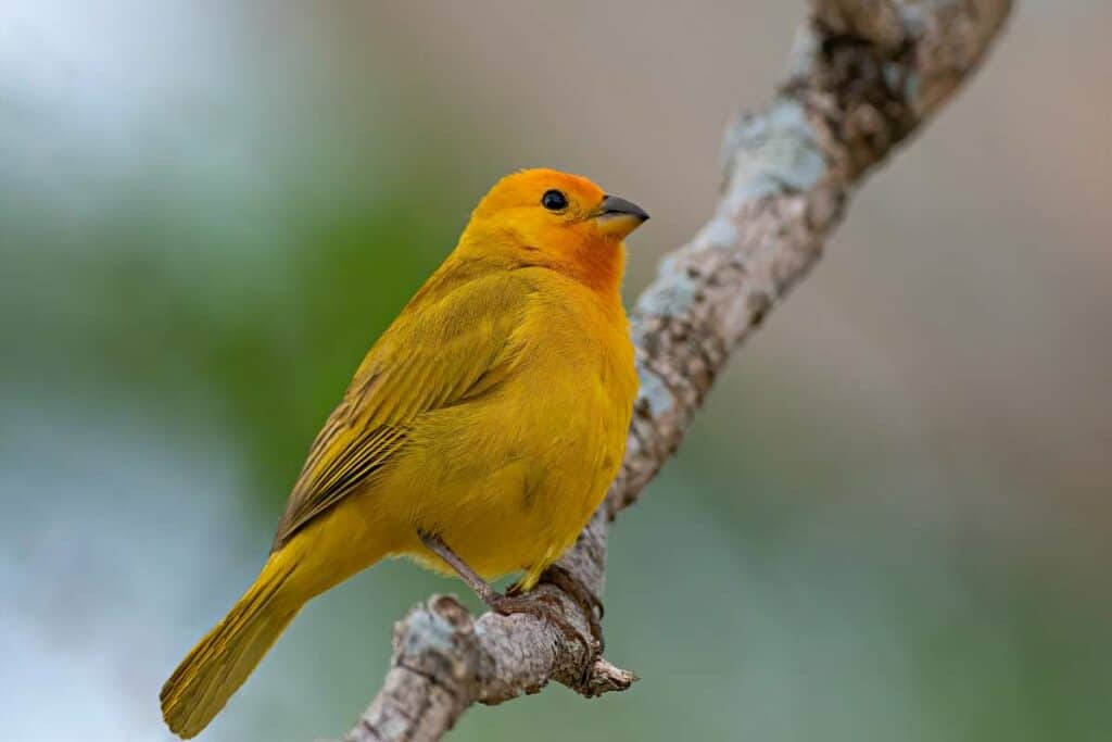 Saffron finch, beautiful songbird | Birds of Big Island and Oahu