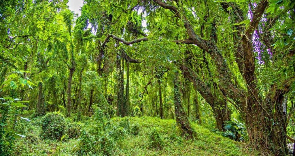 Lush tropical vegetation along the Honolua Bay Access Trail, a rainforest jungle trail