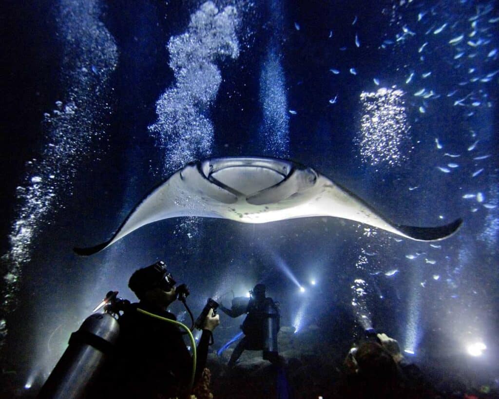 Admiring a manta ray while nighttime scuba diving