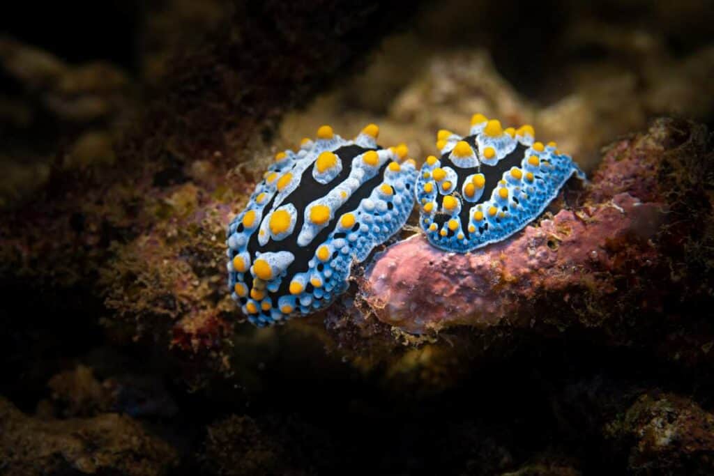 Two beautiful nudibranchs on the coral in Honolua Bay, Maui, HI