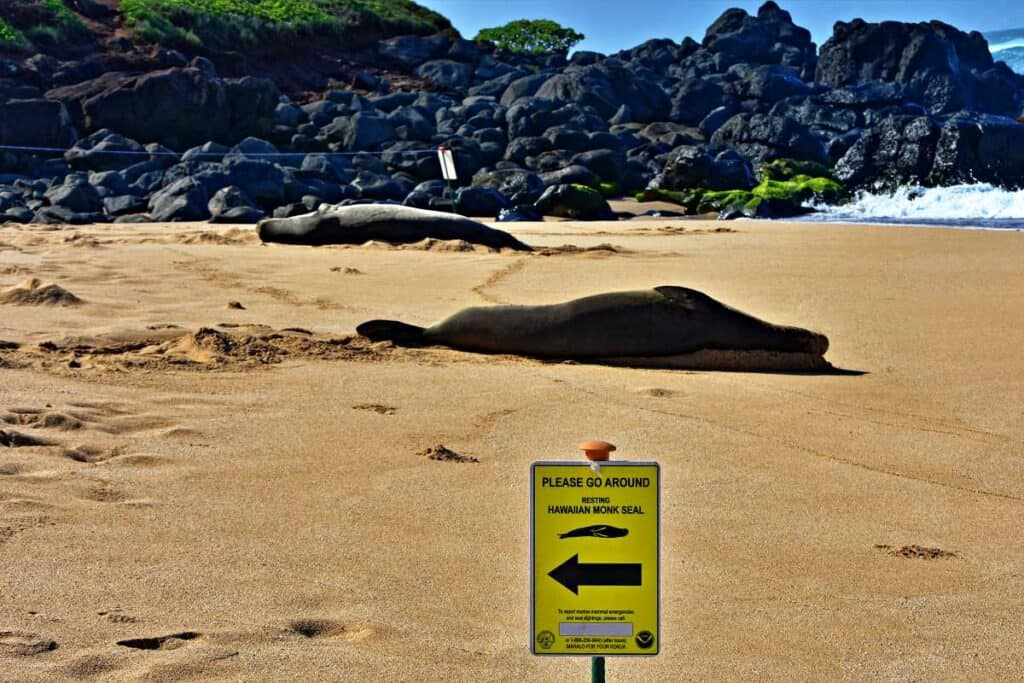 Heed the sign and give the resting monk seals a wide berth
