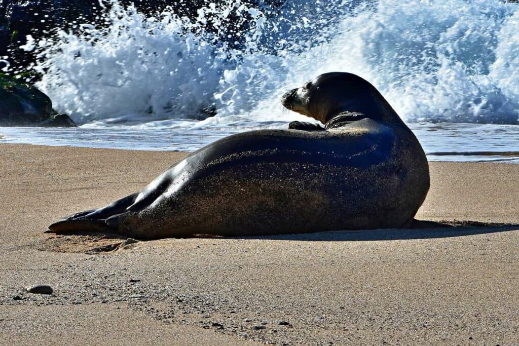 Endangered Hawaiian monk seal resting on Ho'okipa Beach, Maui, HI