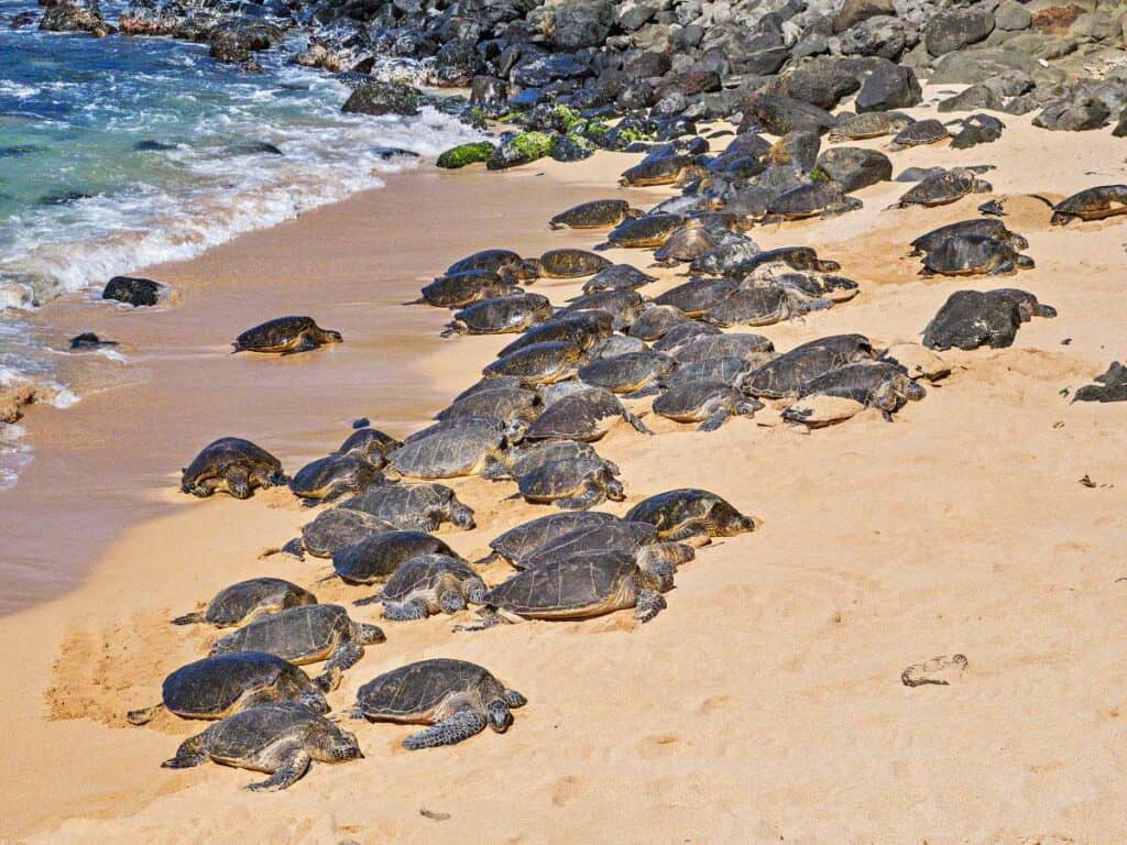 Hawaiian green sea turtles resting by the dozens on Ho'okipa Beach, Maui, HI