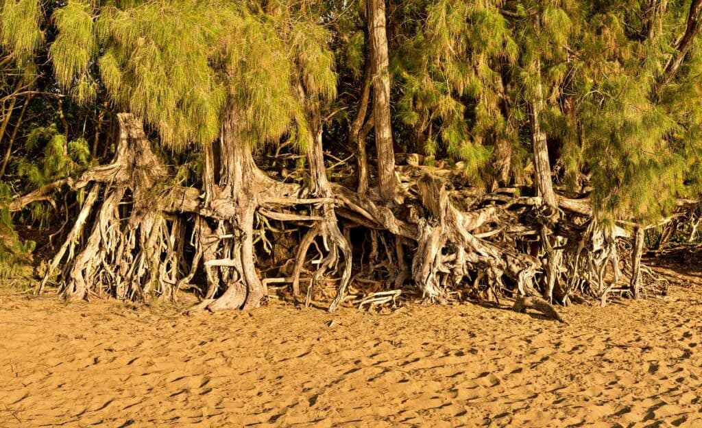 Network of roots exposed by erosion on Ke'e Beach