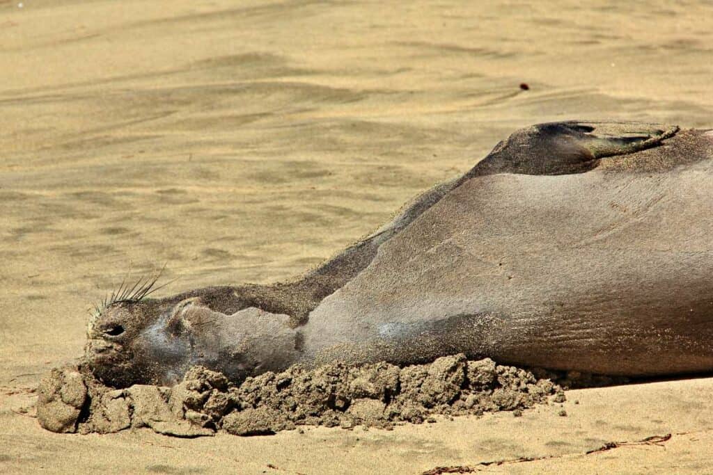 Endangered monk seal taking a sand bath on Ke'e Beach