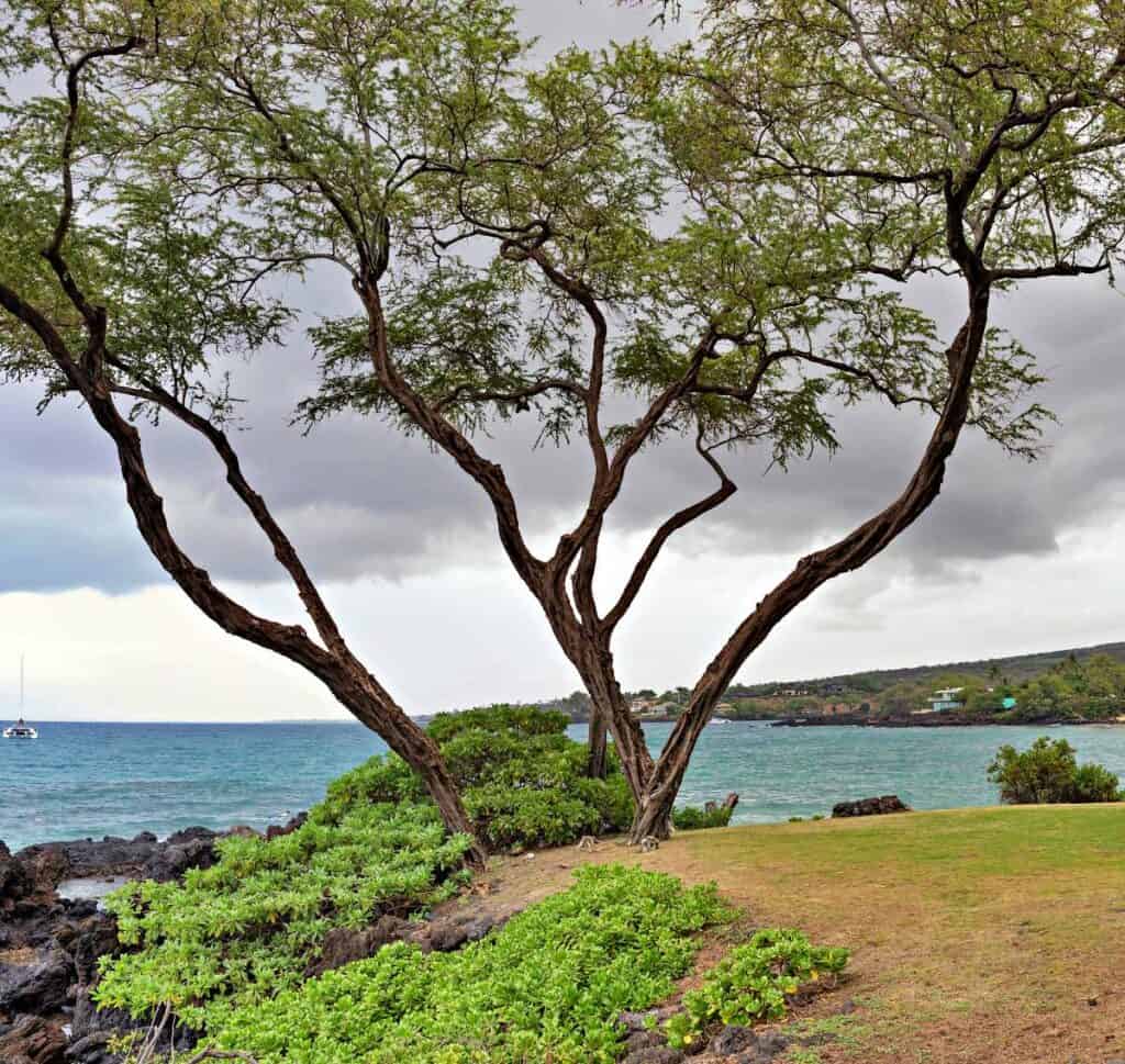 Tree on the grassy knoll providing some shade on Maluaka Beach, Maui