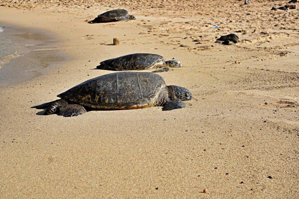 Hawaiian green sea turtles resting on Poipu Beach, Koloa, HI