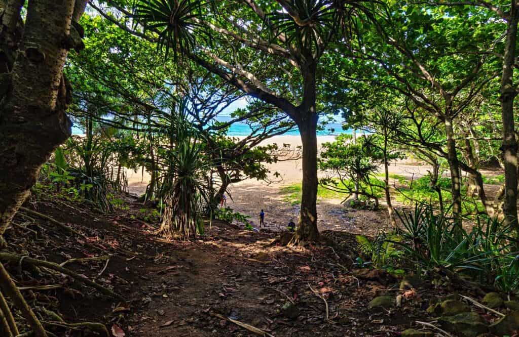 Trail through forest to Secret Beach, Kauai, HI