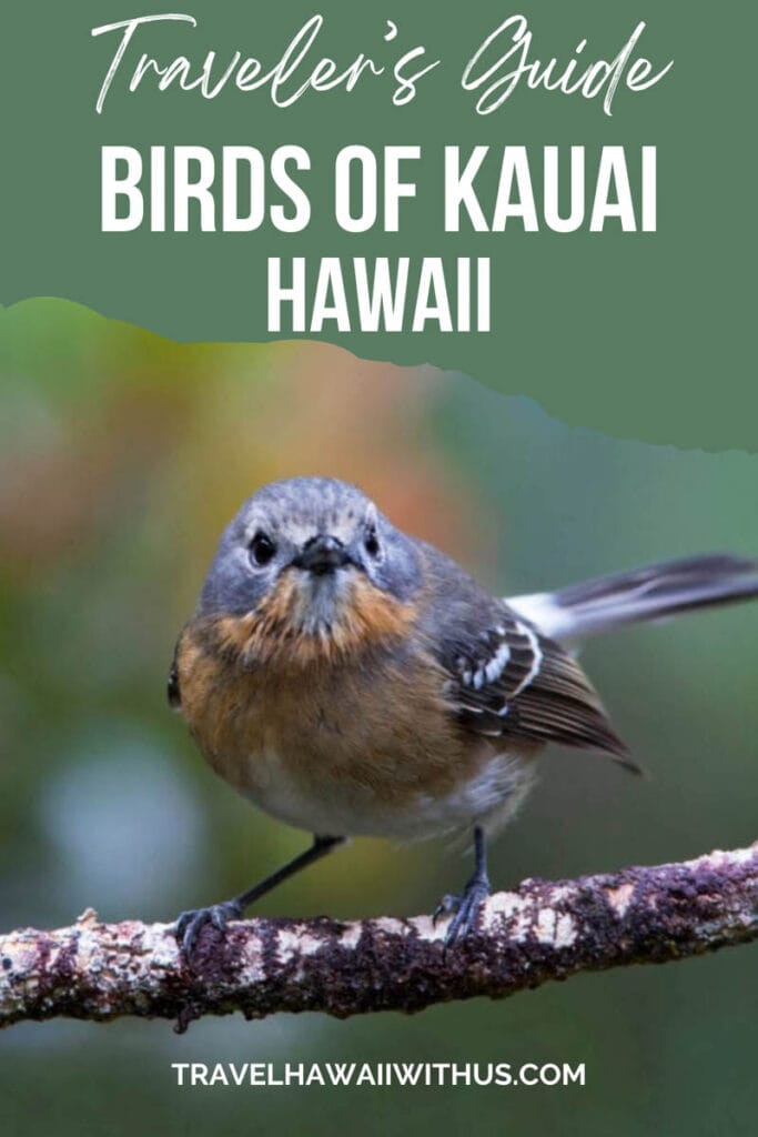 Learn about the many species of birds you may spot when you visit the Hawaiian island of Kauai in Hawaii! Land birds, water birds, birds endemic to Kauai, rare and endangered birds and more!
