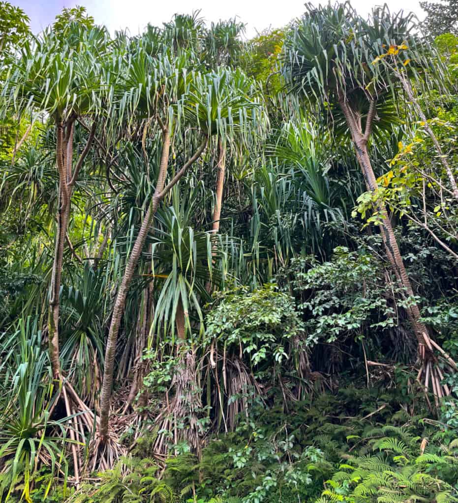 Hala plants at Limahuli Garden in Kauai, Hawaii