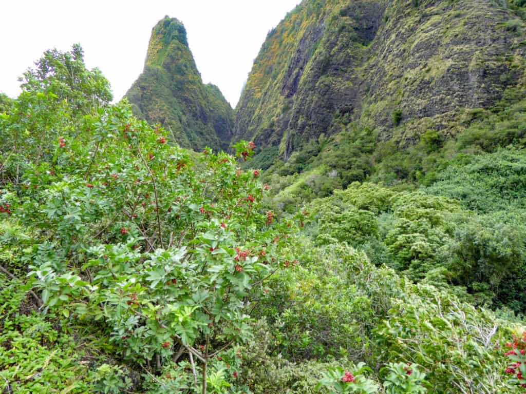 The Iao Needle from the viewing area in the park in Maui, Hawaii