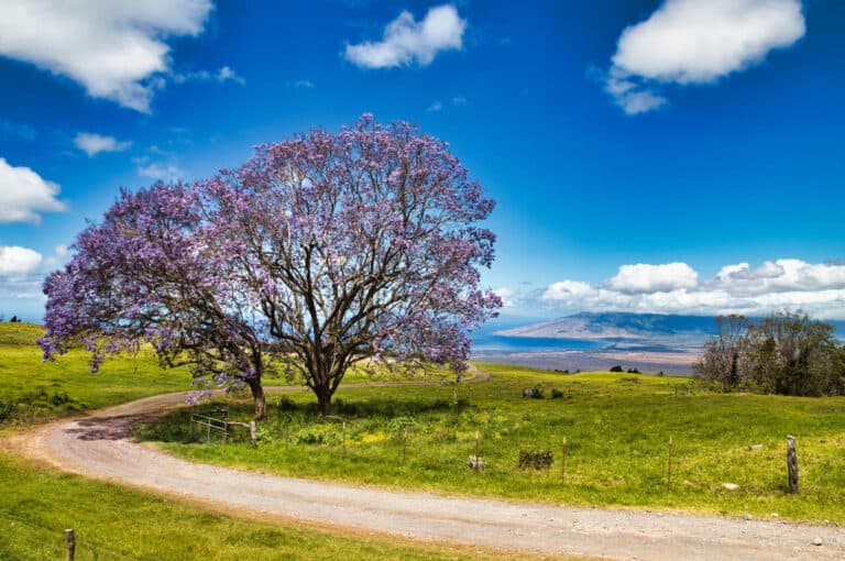 Upcountry Maui: Things to Do + 2024 Visitor Guide!