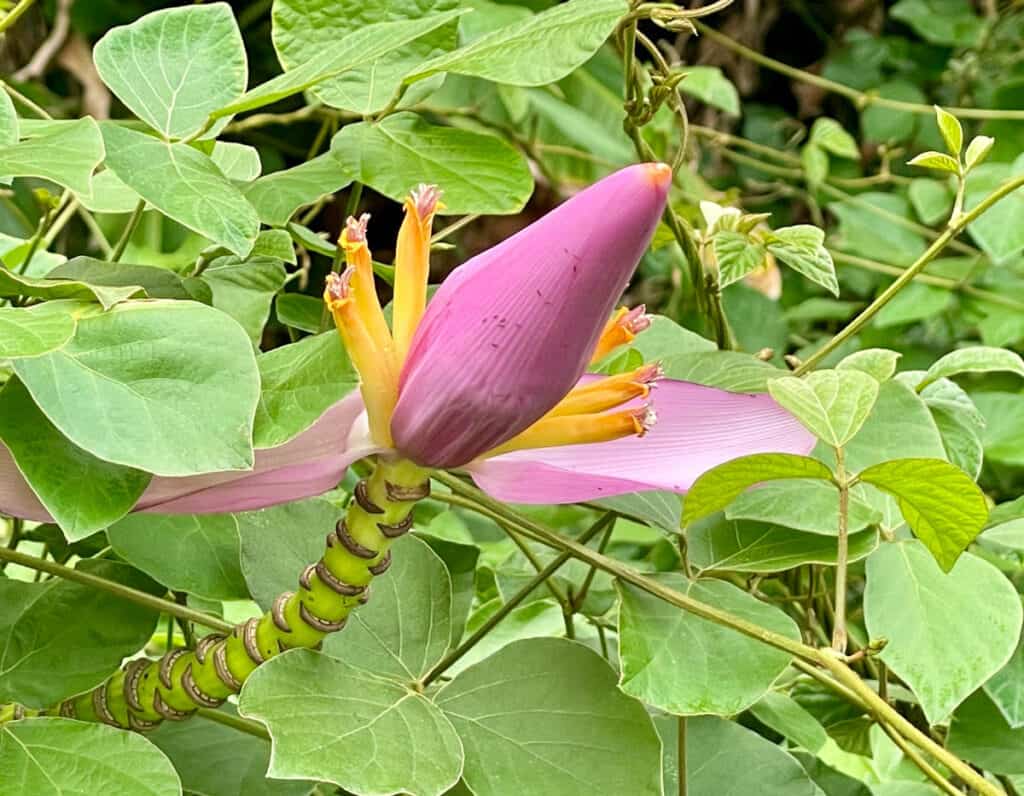 Bud in Limahuli Garden Kauai Hawaii