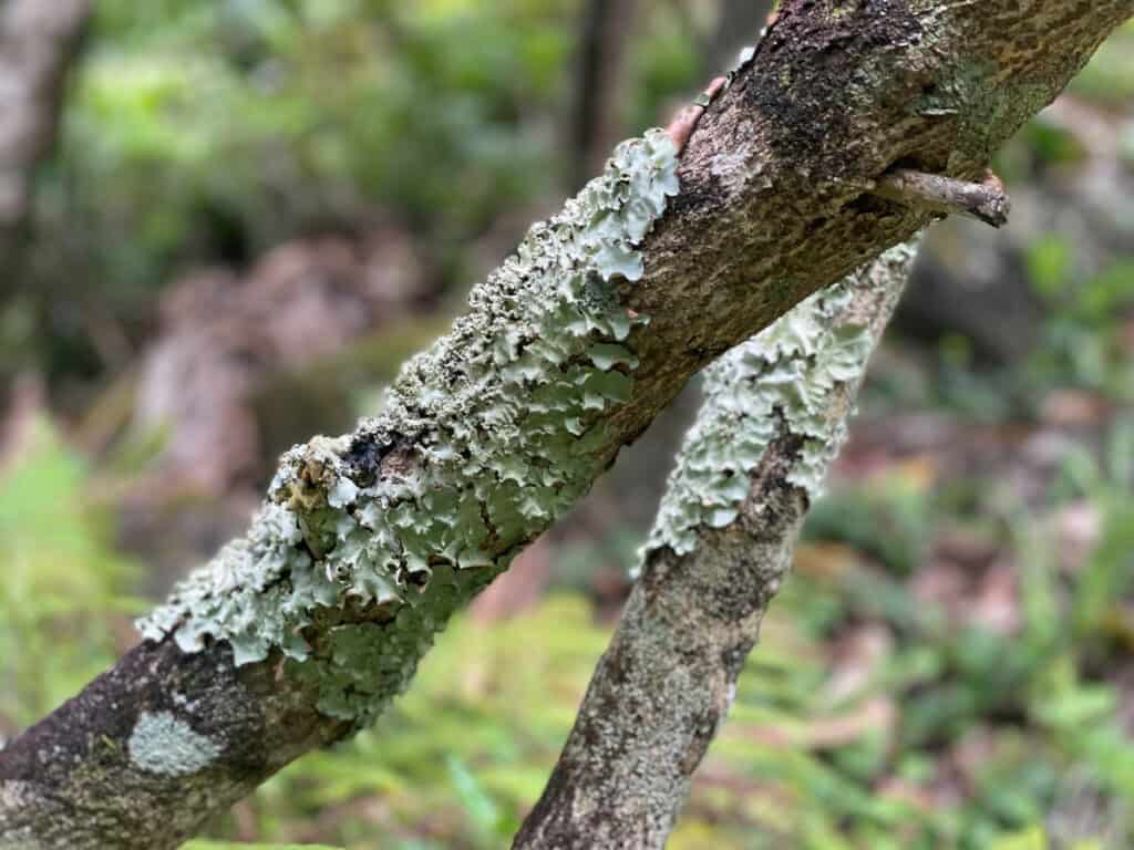 Tree bark in Limahuli Garden Kauai