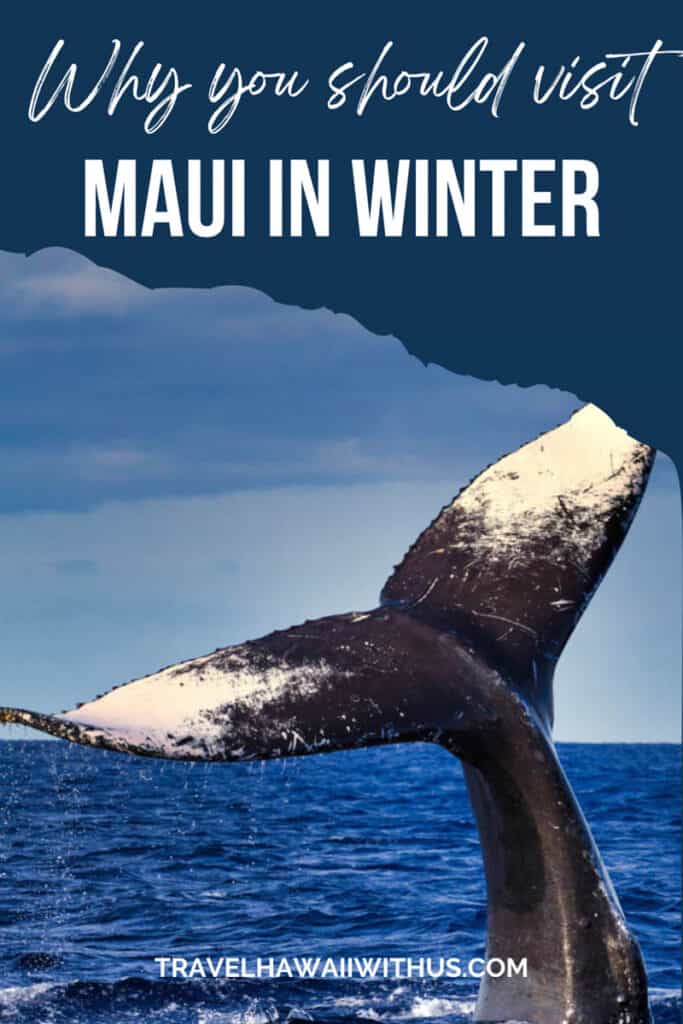 Discover the top reasons to visit Maui in winter, from epic whale watching to well-flowing waterfalls and more! #mauitravel #maui