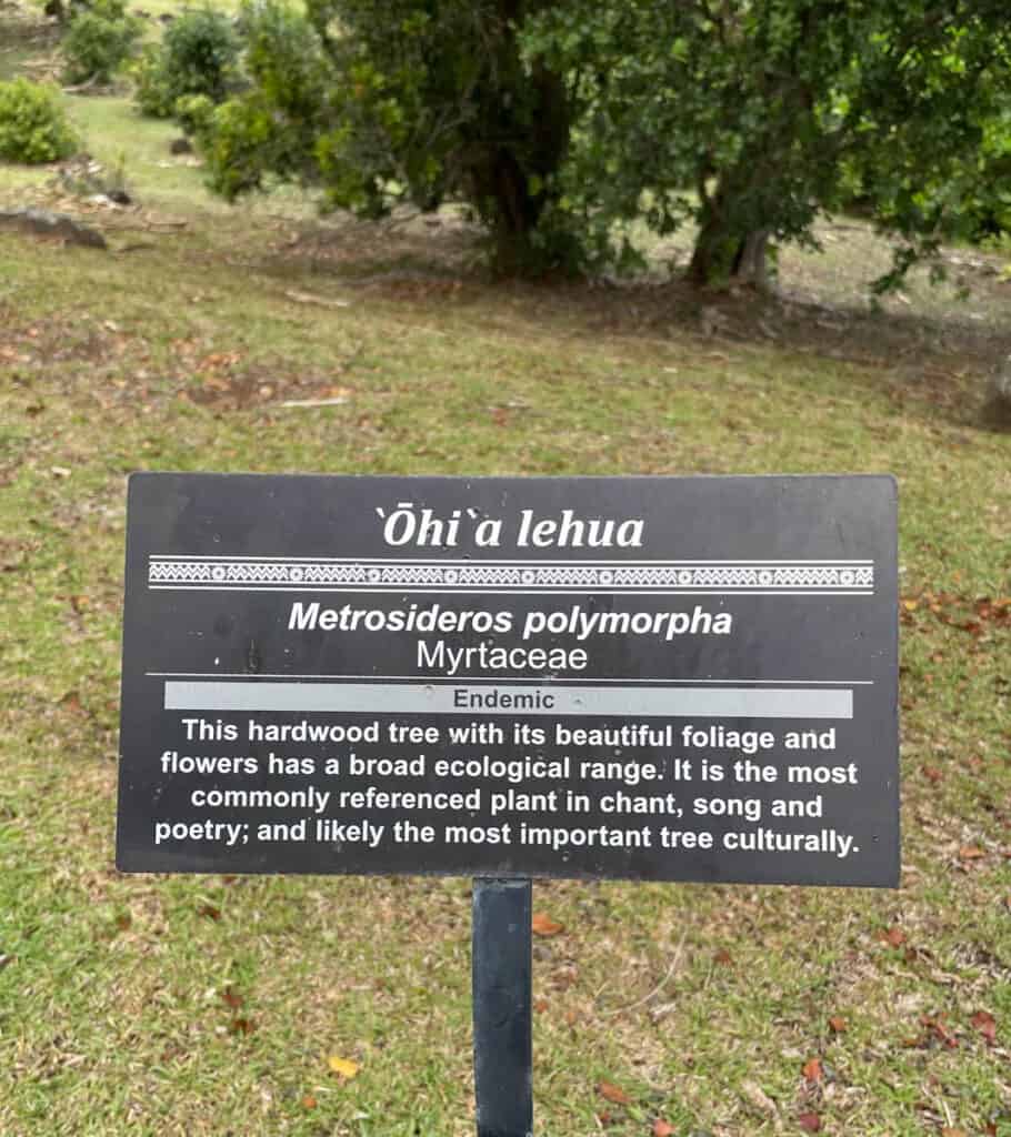 Ohia lehua trees in Limahuli Garden in Kauai, HI