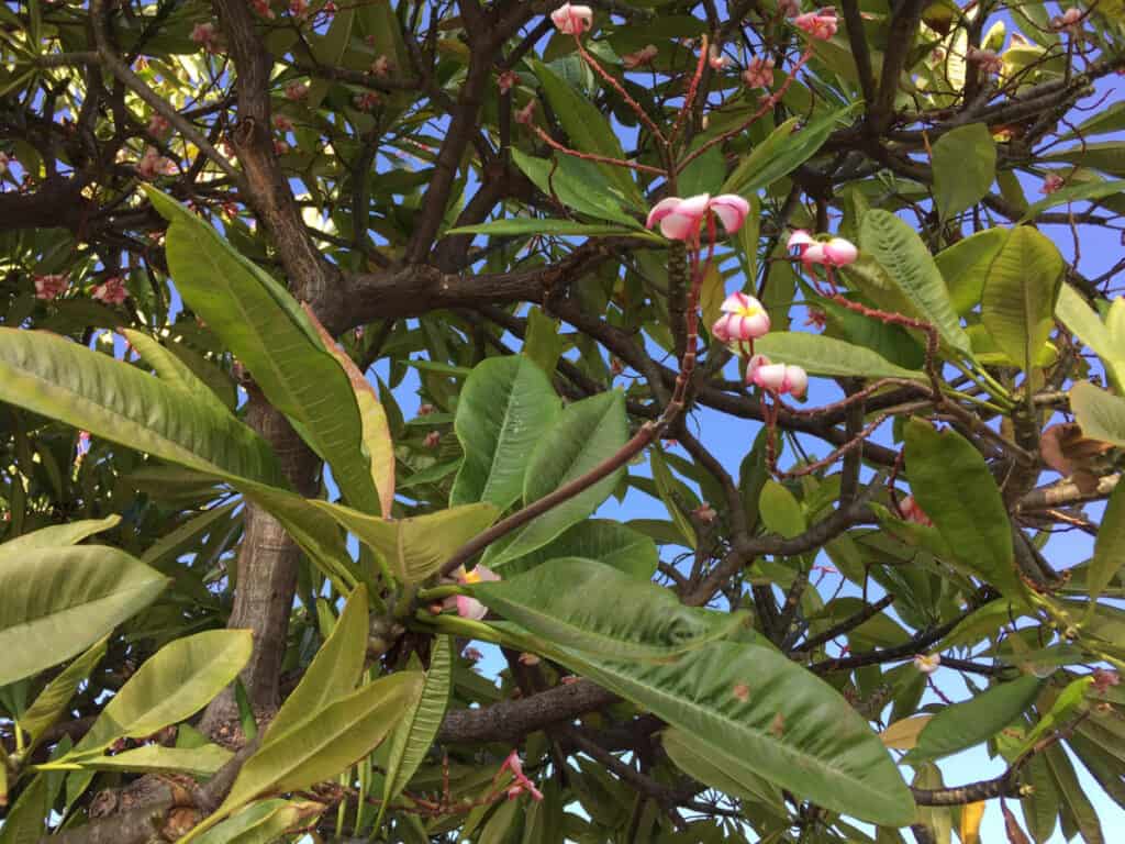 Plumeria in bloom in Maui in December