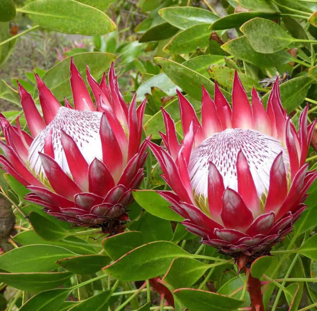 Protea at the Kula Botanical Garden in Maui