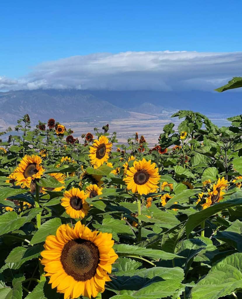 Sunflowers in bloom at Kula Country Farms in Maui, HI
