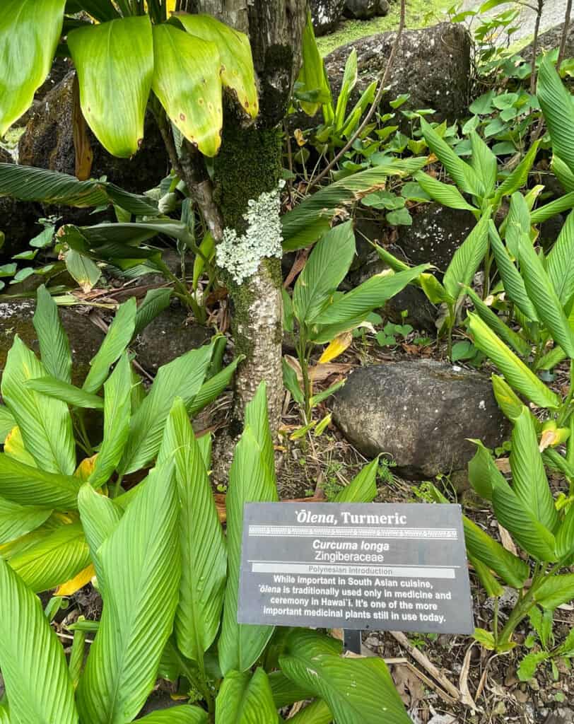 Turmeric plant in Limahuli Garden in Kauai, Hawaii