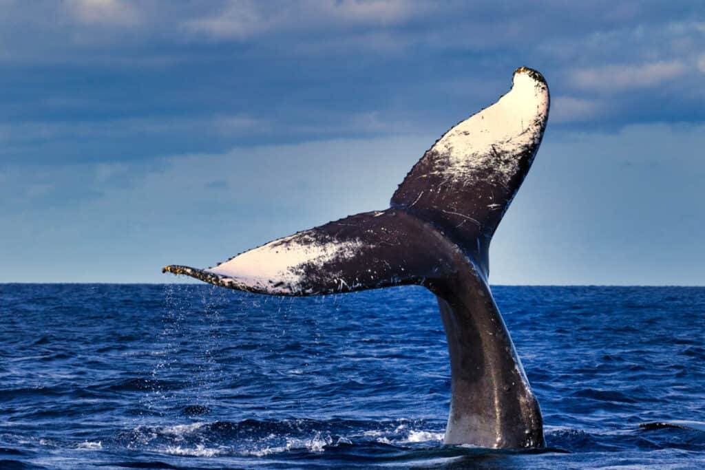 A humpback whale fluking in the ocean near Lahaina in Maui, Hawaii