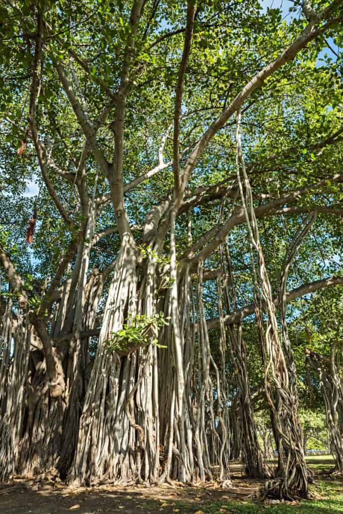 Epic banyan tree in Ala Moana Beach Park, Honolulu, Hawaii