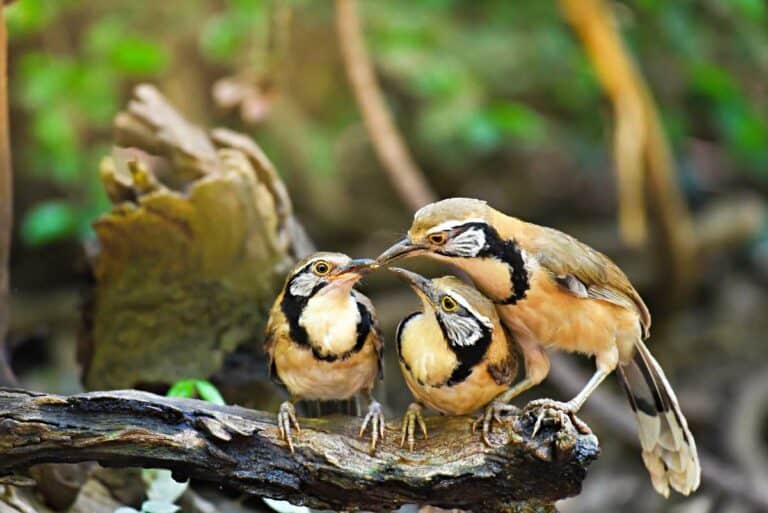 21 Stunning Birds Of Kauai With Photos & Where To Spot Them!