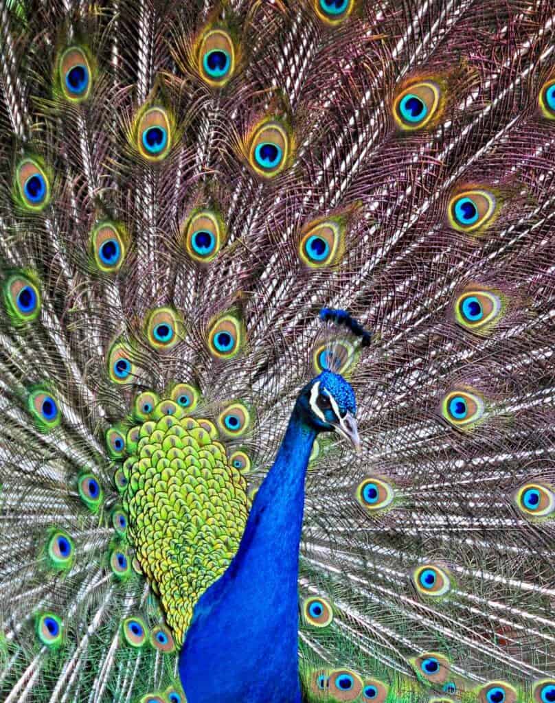 Dancing peacock in a Kauai park | Birds of Kauai