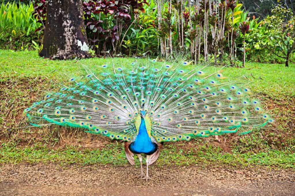A peacock fanning its majestic tail | Birds in Hawaii