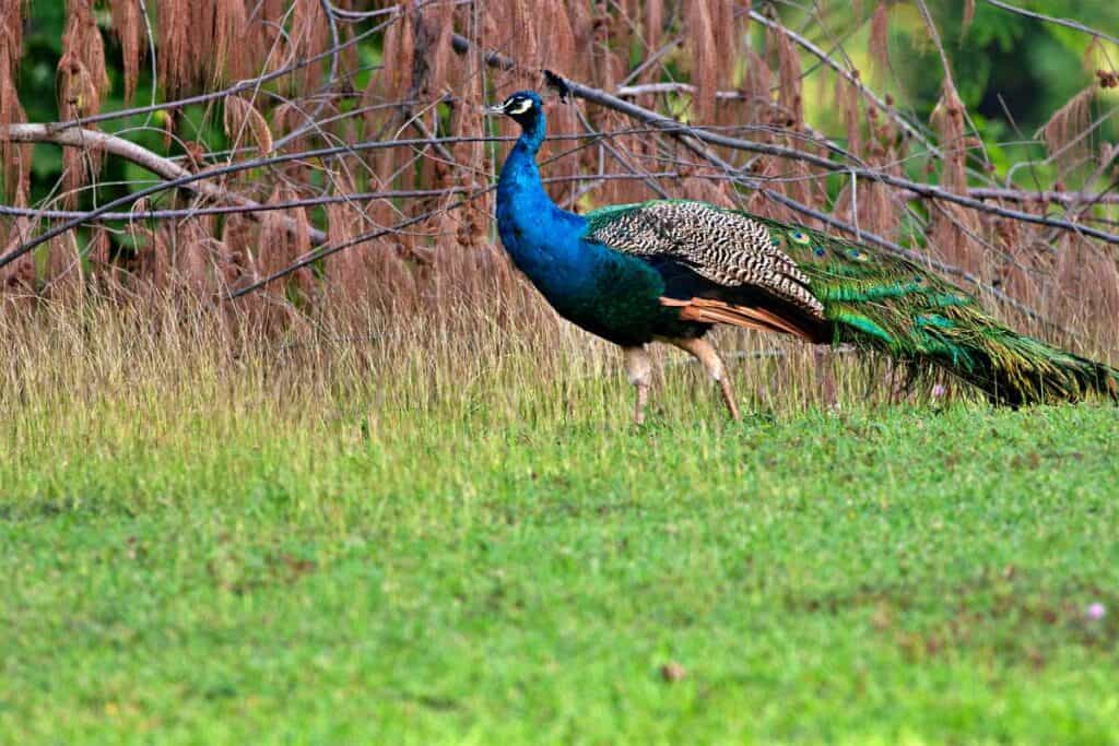 Stunning peacock wandering in a Kauai park | Birds of Kauai