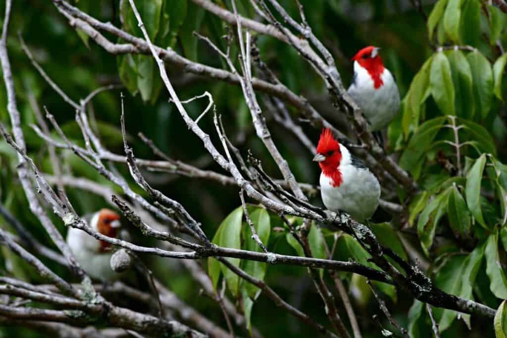 Red crested cardinals | Hawaiian Birds with Red Heads