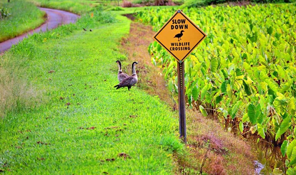 Sign cautioning drivers to watch out for the birds of Kauai