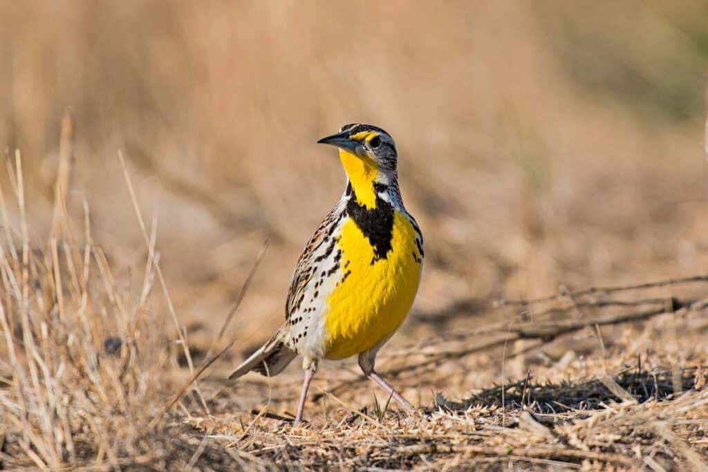 Western Meadowlark, one of the most melodious song birds of Hawaii