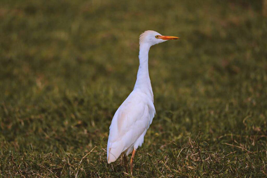 Cattle egret | Water birds of Hawaii