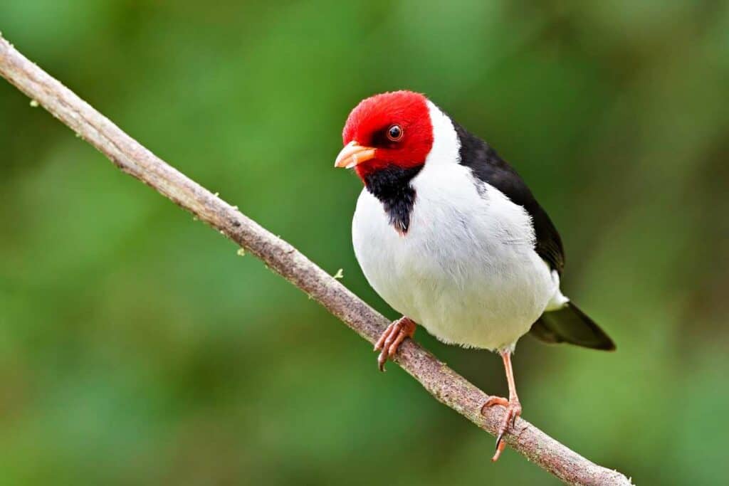Yellow-billed cardinal | Birds of Big Island of Hawaii