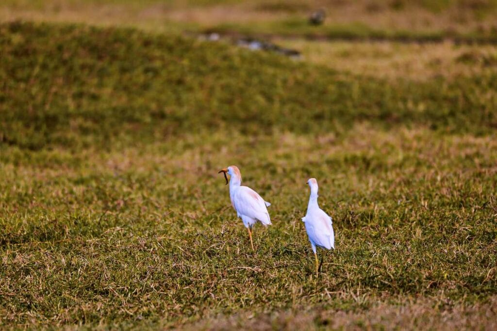 Cattle egrets near Ho'okipa Beach Park, Maui, HI