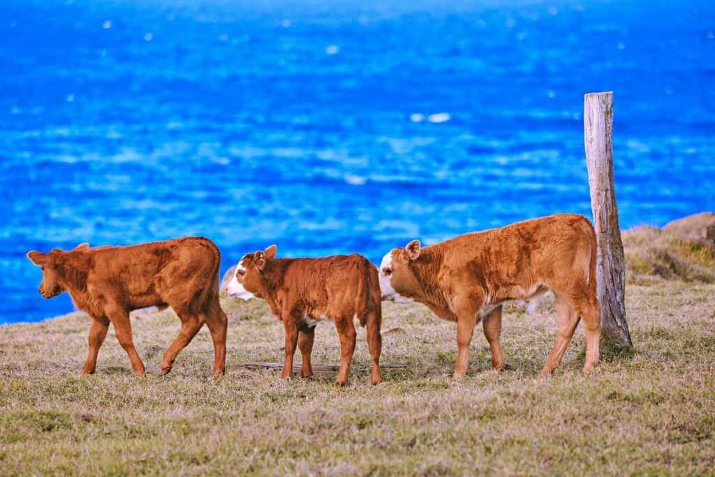 Cows in the pasture near Ho'okipa Beach, Maui, HI