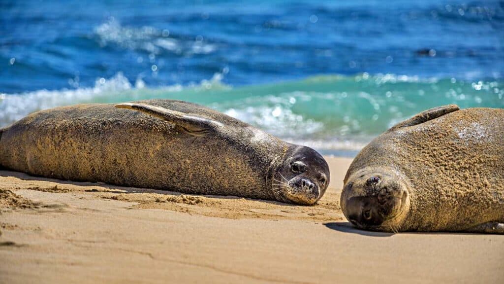 Endangered Hawaiian monk seals relaxing on the beaches of Mokulua Islands | Kayaking from Kailua Beach