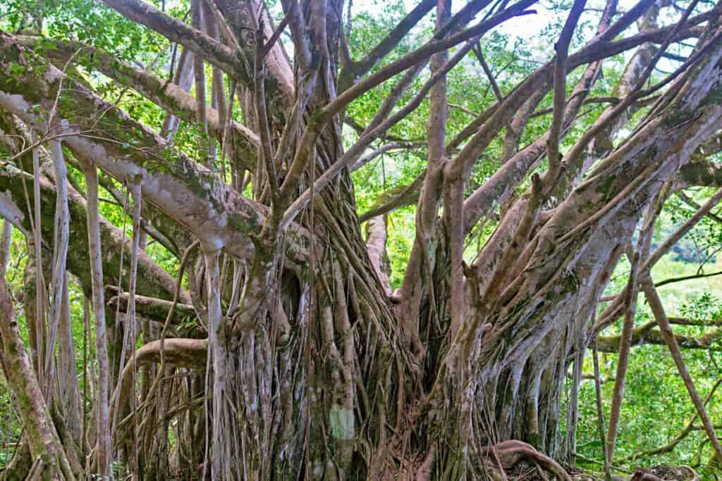 Beautiful banyan tree with aerial roots along Sunset Beach, Hawaii