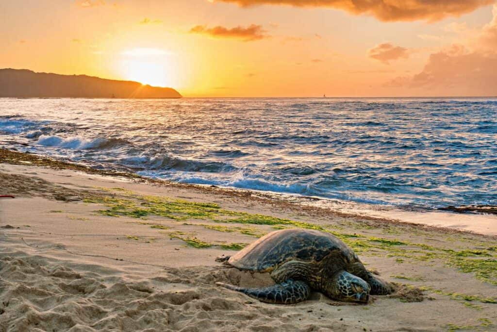 Hawaiian green sea turtle resting on Sunset Beach, Oahu, Hawaii