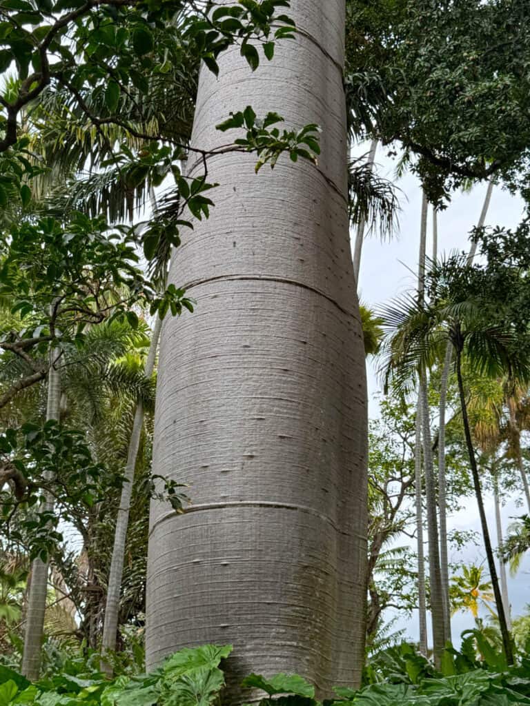 Trunk of the giant quipo if Foster Botanical Garden in downtown Honolulu in Oahu, Hawaii