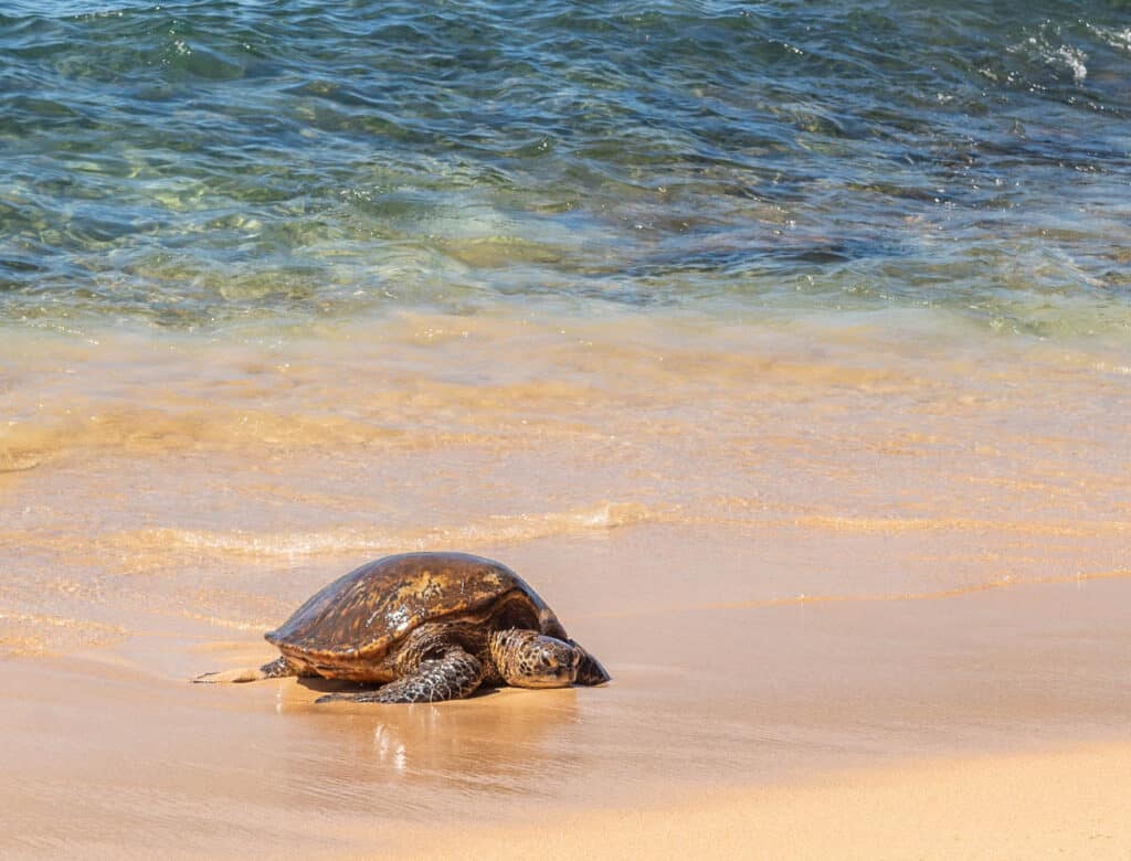 Hawaiian green sea turtle creeping up the beach for some rest