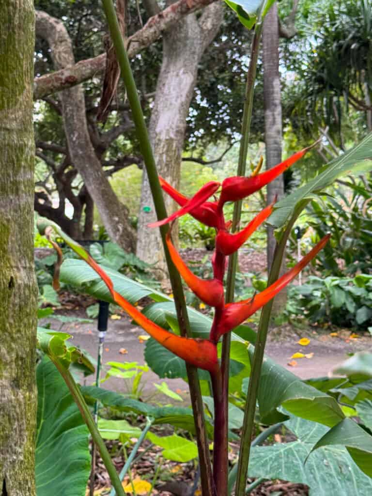Heliconia at Foster Botanical Garden in Honolulu, Oahu