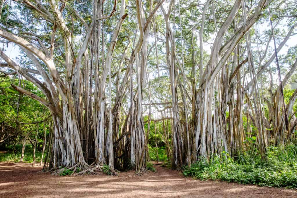 Banyan tree at Kawela Bay in Oahu, Hawaii