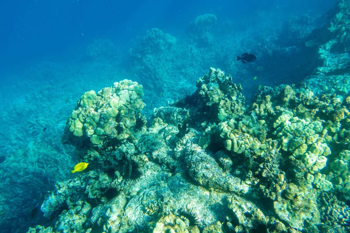Kealakekua Bay, home to the Captain Cook Monument, is one of the best places to snorkel on the Big Island of Hawaii